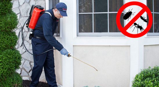 Saray Kemirgen İlaçlama böcek ilaçlama ve haşere kontrolü — ilaclama-tr.com
